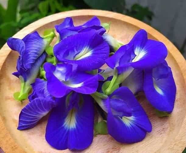 bunga telang biru